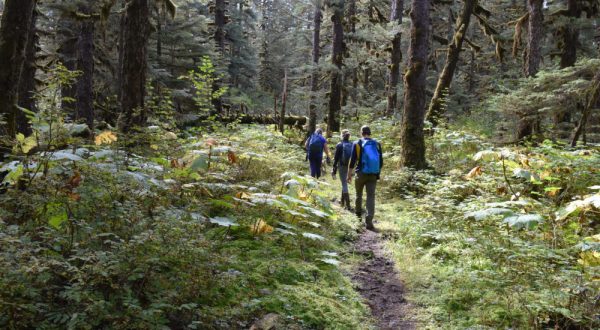 Take This Rainforest Trail In Alaska For An Enchanting Adventure