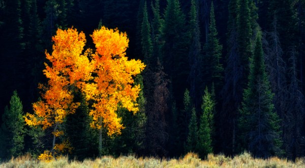 The Awesome Hike That Will Take You To The Most Spectacular Fall Foliage In Wyoming