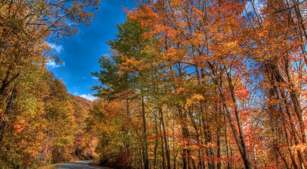 You’ll Be Happy To Hear That Georgia’s Fall Foliage Is Expected To Be Bright And Bold This Year