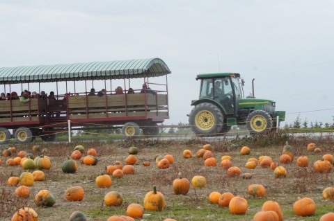 A Trip To This Charming Pennsylvania Pumpkin Patch Makes For An Excellent Fall Outing