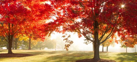 You'll Be Happy To Hear That Oklahoma's Fall Foliage Is Expected To Be Bright And Bold This Year
