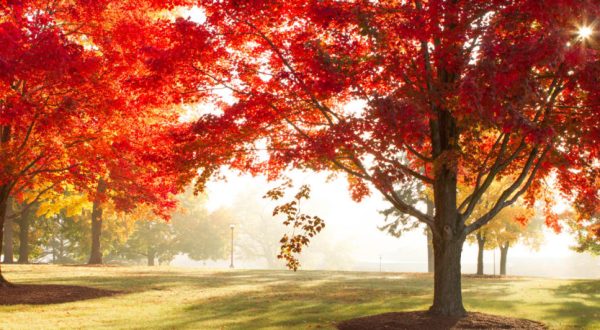 You’ll Be Happy To Hear That Oklahoma’s Fall Foliage Is Expected To Be Bright And Bold This Year