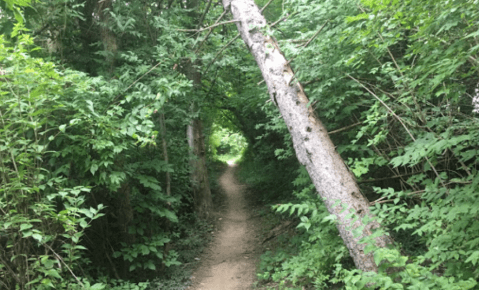 The Shady, Creekside Trail In Indiana You'll Want To Hike Again And Again