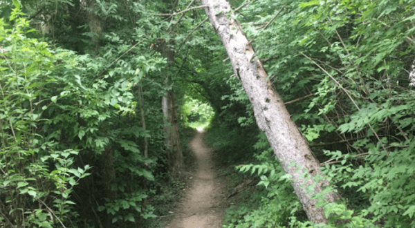 The Shady, Creekside Trail In Indiana You’ll Want To Hike Again And Again
