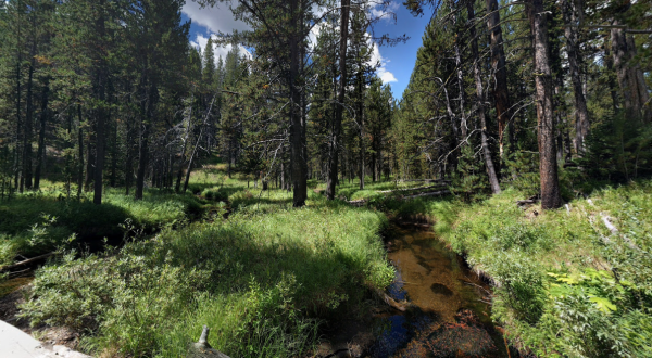 The Shady, Creekside Trail In Wyoming You’ll Want To Hike Again And Again