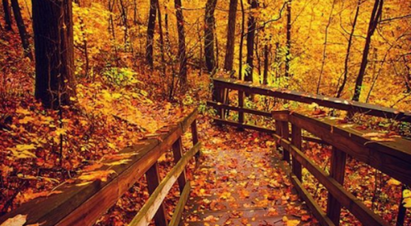 The Awesome Hike Near Cincinnati That Will Take You To The Most Spectacular Fall Foliage In The Area