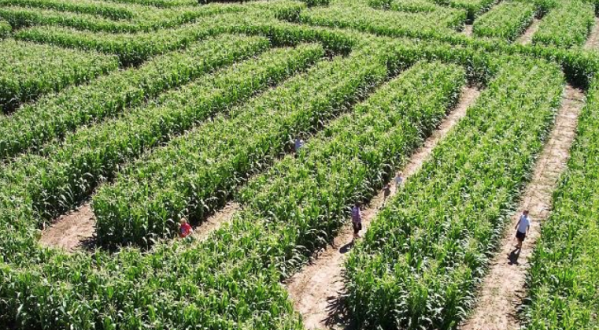 Get Lost In This Awesome 8-Acre Corn Maze In Utah This Autumn