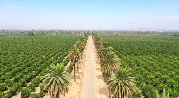 Stroll Through The Citrus Groves At This Majestic 248-Acre Park In Southern California