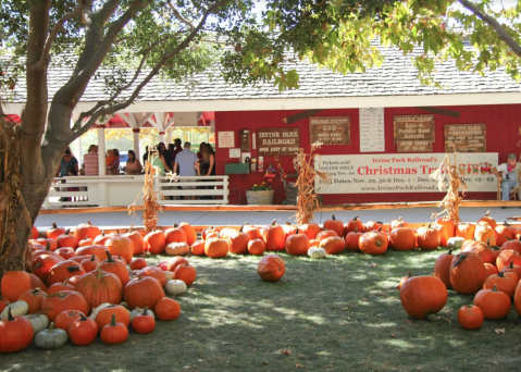 The Picture-Perfect Pumpkin Patch In Southern California That Is Right Out Of A Fairytale