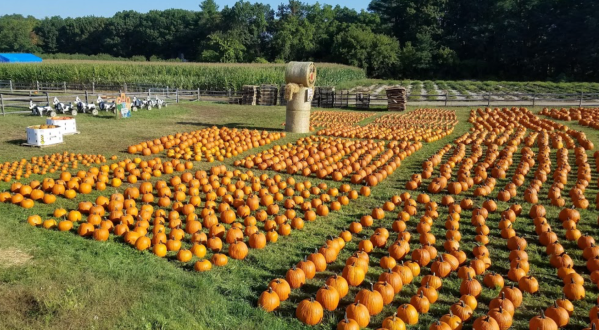 These 10 Charming Pumpkin Patches In Massachusetts Are Picture Perfect For A Fall Day