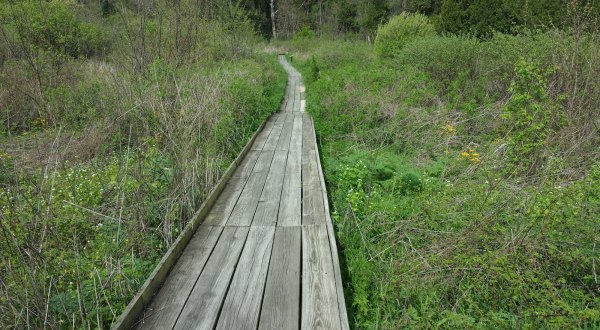 The Beautiful Bog Trail In Ohio That Will Lead You On An Unforgettable Adventure