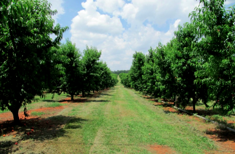 Visit This Alabama Orchard For The Best Apple Cider You've Ever Tasted