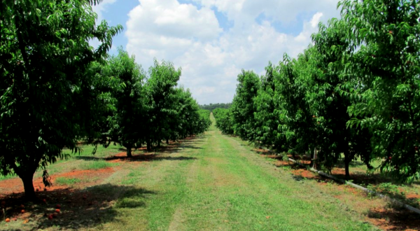 Visit This Alabama Orchard For The Best Apple Cider You’ve Ever Tasted
