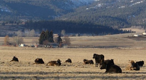 You’ll Have Loads Of Fun At This Dairy Farm In Montana With Incredible Milk And Cheese