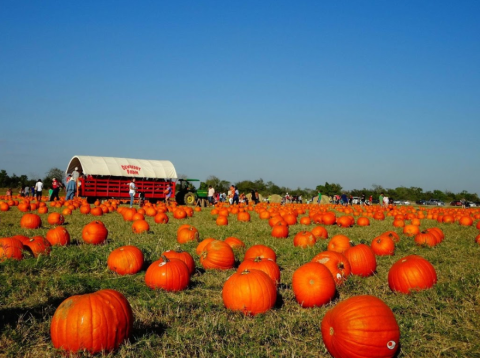 These 6 Pumpkin Patch Hayrides In Texas Are The Definition Of Fall Charm