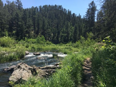 The Shady, Creekside Trail In South Dakota You'll Want To Hike Again And Again