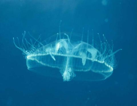 Few People Know There Are Jellyfish Hiding In These Missouri Lakes