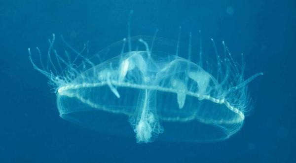 Few People Know There Are Jellyfish Hiding In These Missouri Lakes