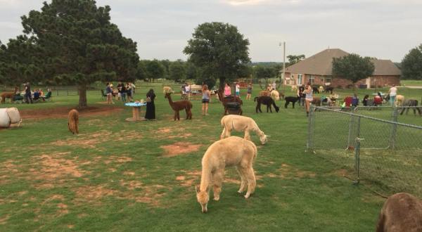 Sip Wine With Alpacas At This Charming Ranch In Oklahoma