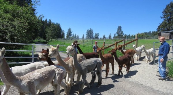 There’s An Alpaca Farm In Idaho And You’re Going To Love It