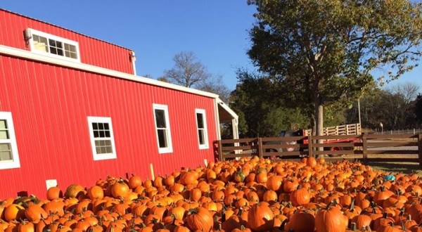 It’s Easy To See Why This Nashville Pumpkin Patch Was Ranked The Best In The State