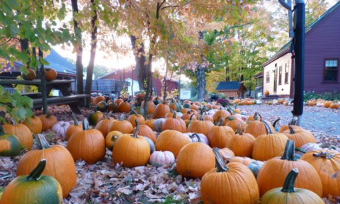 Nothing Says Fall Is Here More Than A Visit To Rhode Island's Charming Pumpkin Farm