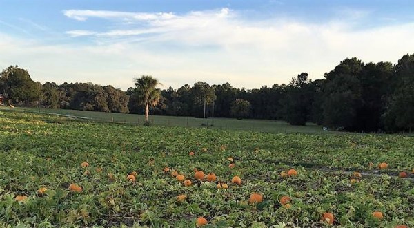 A Trip To This Charming Florida Pumpkin Patch Makes For An Excellent Fall Outing