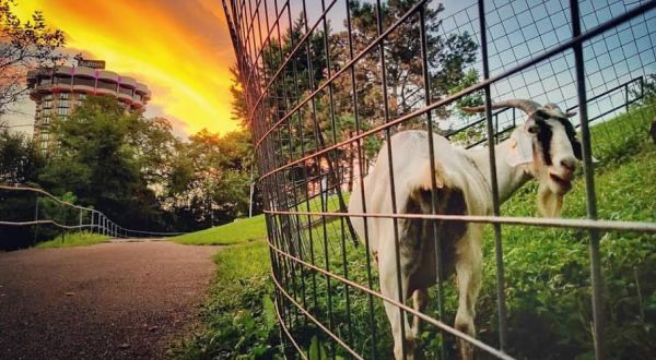 The Endearing Reason Why Goats Roam The Hills Of A Park Near Cincinnati