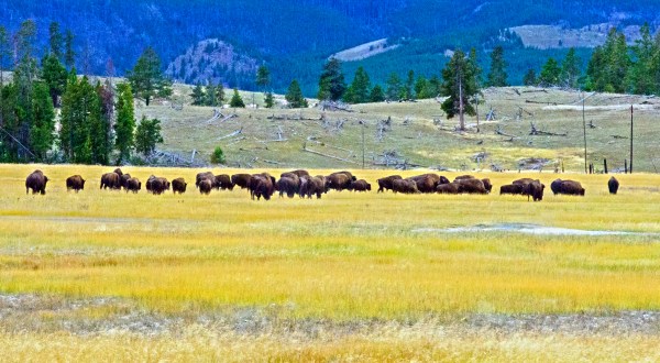 The World’s First Zero Waste Travel Adventure Is Coming Soon To Yellowstone
