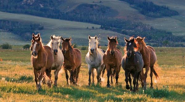 The One-Of-A-Kind Park In Wyoming Where You Can See Wild Horses Up Close