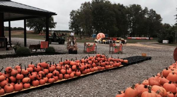 This 50-Acre Pumpkin Farm In Ohio Is The Classic Fall Experience You Need