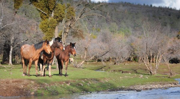 A Visit To This Wild Horse Sanctuary In Northern California Will Sweep You Off Your Feet