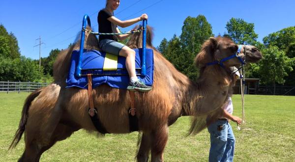 A Visit To This One Of A Kind Camel Farm In Wisconsin Is An Absolute Blast
