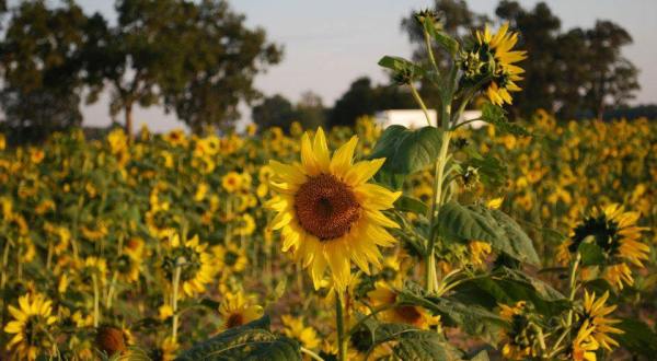 Your Family Will Love This Endless Field Of Sunflowers This Fall In Arkansas