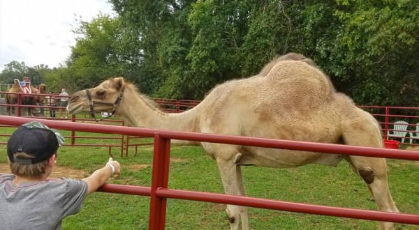 A Visit To This One Of A Kind Camel Farm In North Carolina Is An Absolute Blast