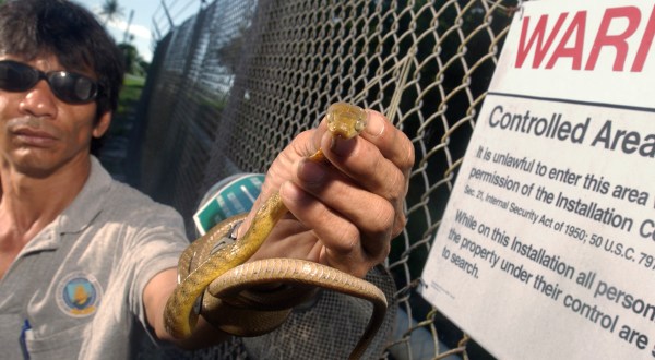 Snakes Are Regularly Being Found On Planes Headed To Hawaii