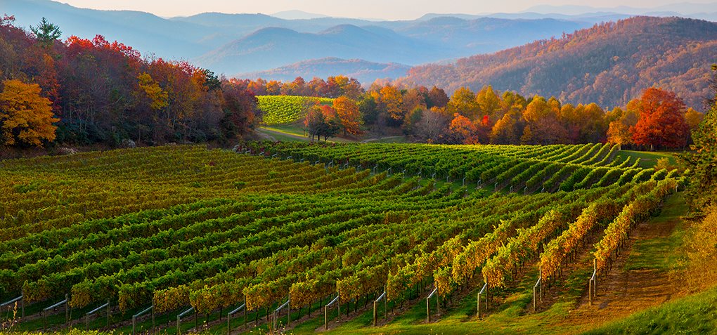 With more than 100 wineries spread across the state, North Carolina isn’t a...