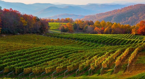 Why This Scenic North Carolina Town Could Soon Be The Next Napa Valley