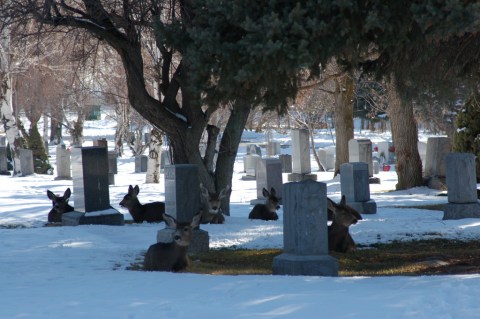 You Might Just Spot A Ghost At The Most Haunted Cemetery In Utah