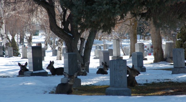 You Might Just Spot A Ghost At The Most Haunted Cemetery In Utah