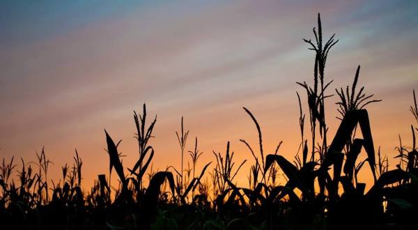 Take Part In A Spooky Challenge By Exploring This Corn Maze In Maine At Night