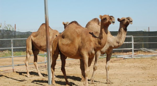 A Visit To This One Of A Kind Camel Farm In Arizona Is An Absolute Blast