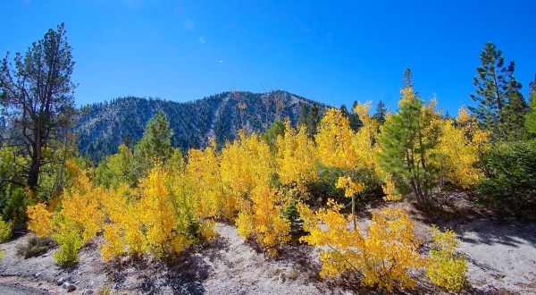 This 2-Hour Drive Through Nevada Is The Best Way To See This Year’s Fall Colors