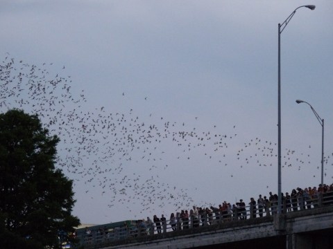 This One Bridge In Nevada Is Home To Over 40,000 Bats And You Need To See It With Your Own Eyes