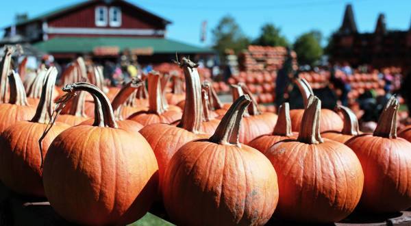 Plan Your Trip To The Best Pumpkin-Themed Destination In The Buffalo Area