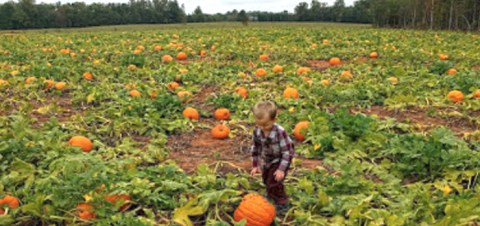 This Bountiful Pumpkin Farm In South Carolina Is The Classic Fall Experience You Need