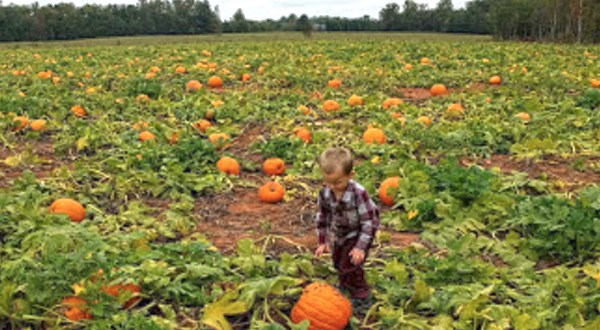 This Bountiful Pumpkin Farm In South Carolina Is The Classic Fall Experience You Need