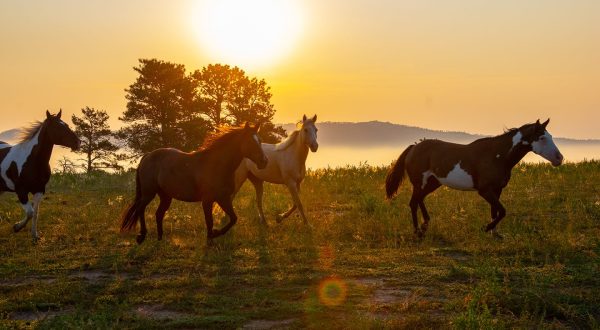 You May Be Surprised To Learn That South Dakota Is Home To One Of The Largest Wild Horse Sanctuaries In The Country