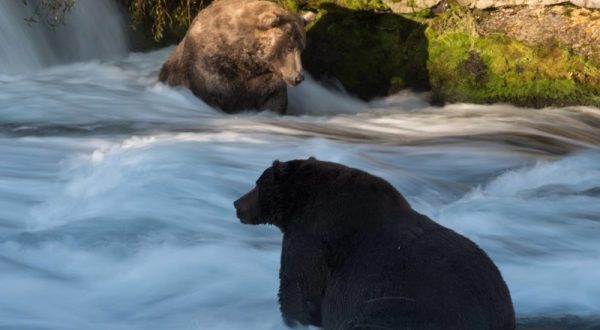 This Crazy Fat Bear Competition Is Something You’ll Only Find In Alaska