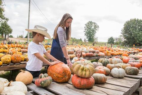 You'll Find Every Pumpkin Imaginable At This One Arkansas Farm